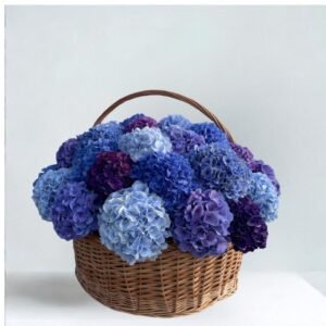 Blue Overload- 25 Hydrangea Basket